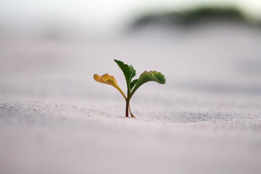 A baby oak tree